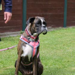 hunderennen 01 06 25