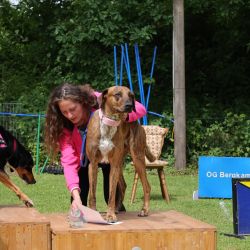 hunderennen 01 06 25