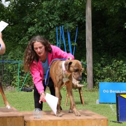 hunderennen 01 06 25