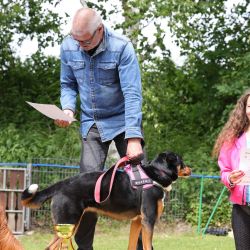 hunderennen 01 06 25