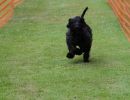 hunderennen 01 06 25