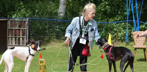 hunderennen 01 06 25