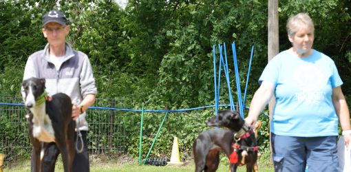 hunderennen 01 06 25