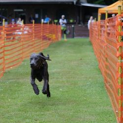 hunderennen 01 06 25