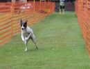 hunderennen 01 06 25