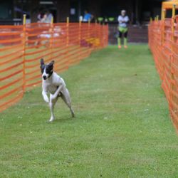 hunderennen 01 06 25