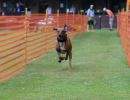 hunderennen 01 06 25