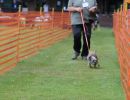 hunderennen 01 06 25
