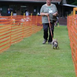 hunderennen 01 06 25