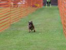 hunderennen 01 06 25