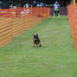 hunderennen 01 06 25
