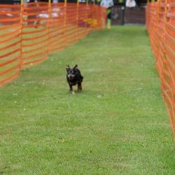 hunderennen 01 06 25