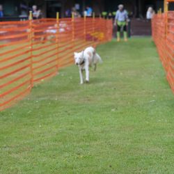 hunderennen 01 06 25