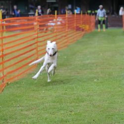 hunderennen 01 06 25