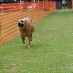 hunderennen 01 06 25