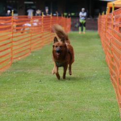 hunderennen 01 06 25