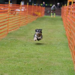 hunderennen 01 06 25