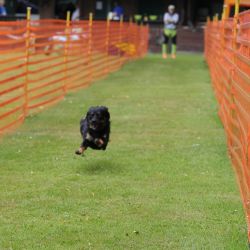 hunderennen 01 06 25