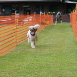 hunderennen 01 06 25