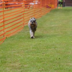 hunderennen 01 06 25