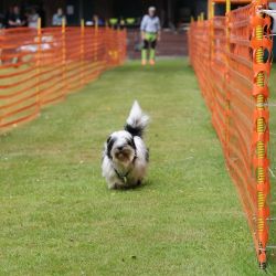 hunderennen 01 06 25