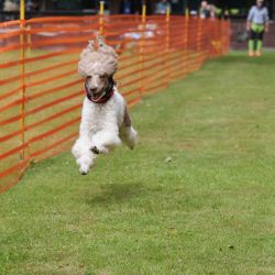 hunderennen 01 06 25