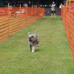 hunderennen 01 06 25