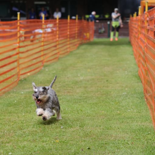 hunderennen 01 06 25