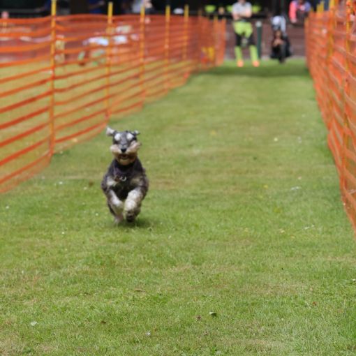 hunderennen 01 06 25