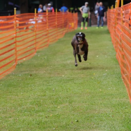 hunderennen 01 06 25