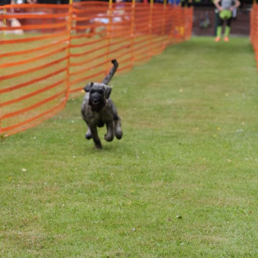 hunderennen 01 06 25