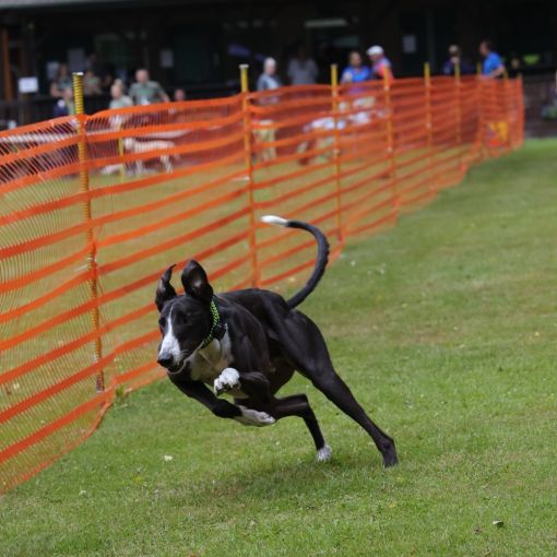 hunderennen 01 06 25