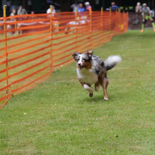 hunderennen 01 06 25