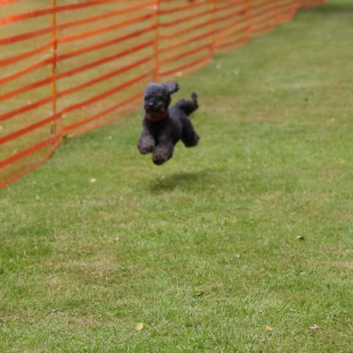 hunderennen 01 06 25