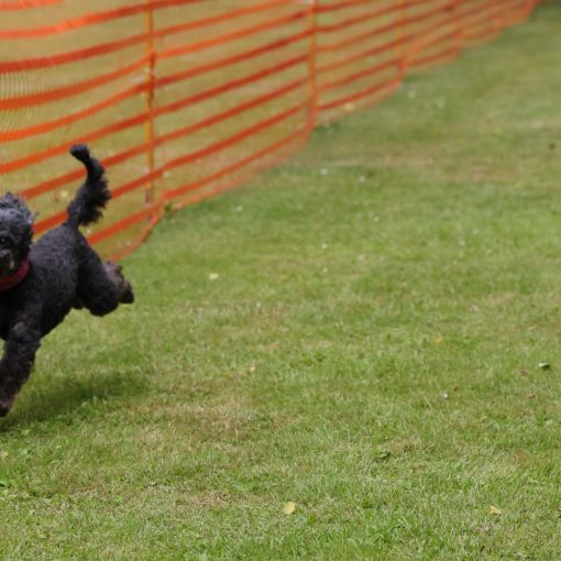 hunderennen 01 06 25