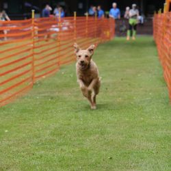 hunderennen 01 06 25