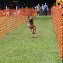 hunderennen 01 06 25