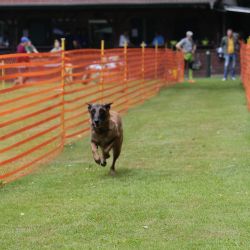 hunderennen 01 06 25