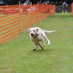 hunderennen 01 06 25