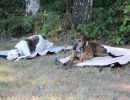 hunderennen 07 08 22l1