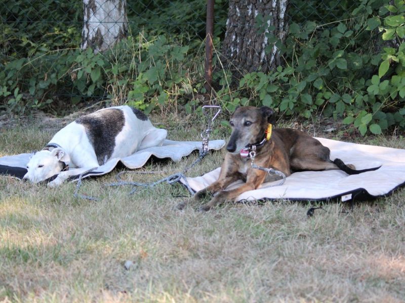 hunderennen 07 08 22l1