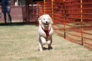 hunderennen 07 08 22l1