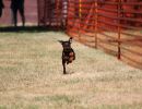 hunderennen 07 08 22l1