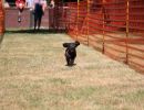 hunderennen 07 08 22l1