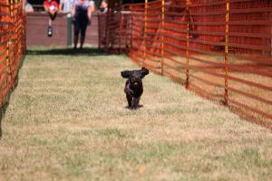 hunderennen 07 08 22l1