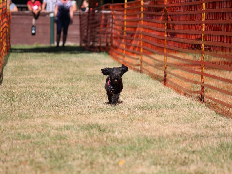 hunderennen 07 08 22l1