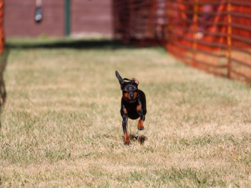 hunderennen 07 08 22l1