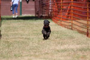 hunderennen 07 08 22l1