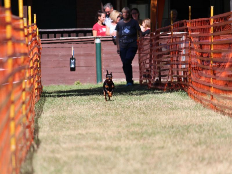 hunderennen 07 08 22l1