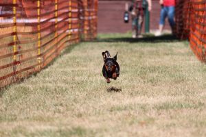 hunderennen 07 08 22l1